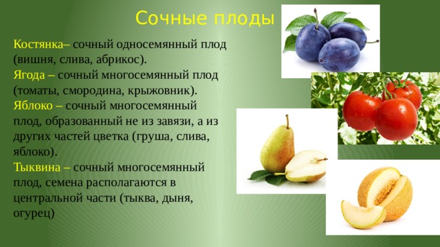 Сочные плоды Костянка– сочный односемянный плод (вишня, слива, абрикос). Ягода – сочный многосемянный плод (томаты, смородина, крыжовник). Яблоко – сочный многосемянный плод, образованный не из завязи, а из других частей цветка (груша, слива, яблоко). Тыквина – сочный многосемянный плод, семена располагаются в центральной части (тыква, дыня, огурец) 