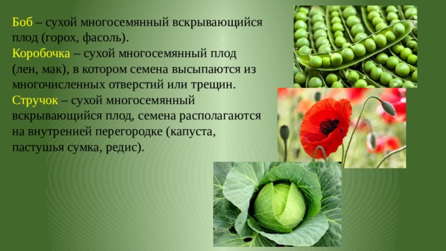 Боб – сухой многосемянный вскрывающийся плод (горох, фасоль). Коробочка – сухой многосемянный плод (лен, мак), в котором семена высыпаются из многочисленных отверстий или трещин. Стручок – сухой многосемянный вскрывающийся плод, семена располагаются на внутренней перегородке (капуста, пастушья сумка, редис). 