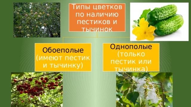 Типы цветков по наличию пестиков и тычинок Обоеполые (имеют пестик и тычинку) Однополые (только пестик или тычинка) 