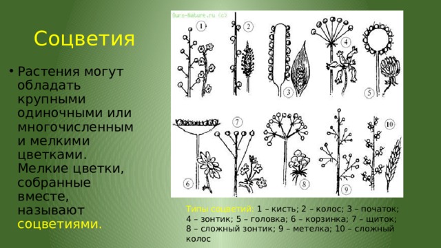 Соцветия Растения могут обладать крупными одиночными или многочисленными мелкими цветками. Мелкие цветки, собранные вместе, называют соцветиями. Типы соцветий: 1 – кисть; 2 – колос; 3 – початок; 4 – зонтик; 5 – головка; 6 – корзинка; 7 – щиток; 8 – сложный зонтик; 9 – метелка; 10 – сложный колос 