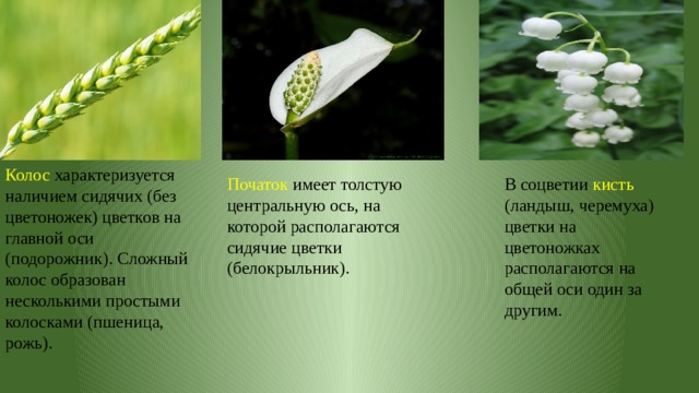 Колос характеризуется наличием сидячих (без цветоножек) цветков на главной оси (подорожник). Сложный колос образован несколькими простыми колосками (пшеница, рожь). Початок имеет толстую центральную ось, на которой располагаются сидячие цветки (белокрыльник). В соцветии кисть (ландыш, черемуха) цветки на цветоножках располагаются на общей оси один за другим. 