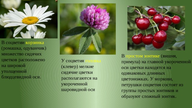 В соцветии корзинка (ромашка, одуванчик) множество сидячих цветков расположено на широкой утолщенной блюдцевидной оси. В простом зонтике (вишня, примула) на главной укороченной оси цветки находятся на одинаковых длинных цветоножках. У моркови, петрушки соцветия состоят из группы простых зонтиков и образуют сложный зонтик. У соцветия головка (клевер) мелкие сидячие цветки располагаются на укороченной шаровидной оси 