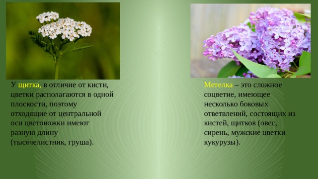 У щитка, в отличие от кисти, цветки располагаются в одной плоскости, поэтому отходящие от центральной оси цветоножки имеют разную длину (тысячелистник, груша). Метелка – это сложное соцветие, имеющее несколько боковых ответвлений, состоящих из кистей, щитков (овес, сирень, мужские цветки кукурузы). 