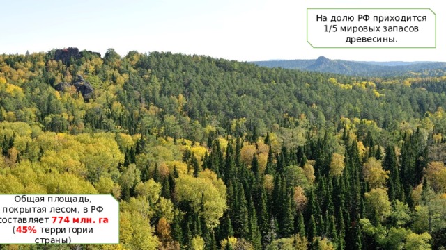 На долю РФ приходится 1/5 мировых запасов древесины. Общая площадь, покрытая лесом, в РФ составляет 774 млн. га ( 45% территории страны) 