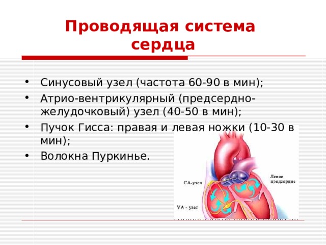 Проводящая система  сердца Синусовый узел (частота 60-90 в мин); Атрио-вентрикулярный (предсердно-желудочковый) узел (40-50 в мин); Пучок Гисса: правая и левая ножки (10-30 в мин); Волокна Пуркинье. 