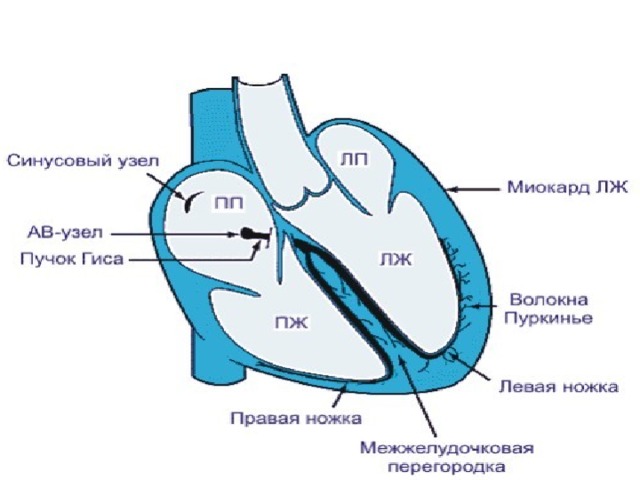 Формирование ЭКГ Зубцы: P, Q, R, S, T ; Сегменты: ST ; Интервалы: PQ, QRS, QT .  При скорости 50 мм/сек:  1 мм = 0,02 сек При скорости 25 мм/сек:  1 мм = 0,04 сек 