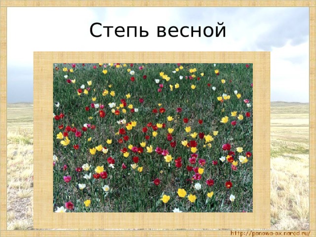 4 класс тема степи. Степи окружающий мир. Презентация по теме степь. Презентация степь весной. Поделка степь весной.