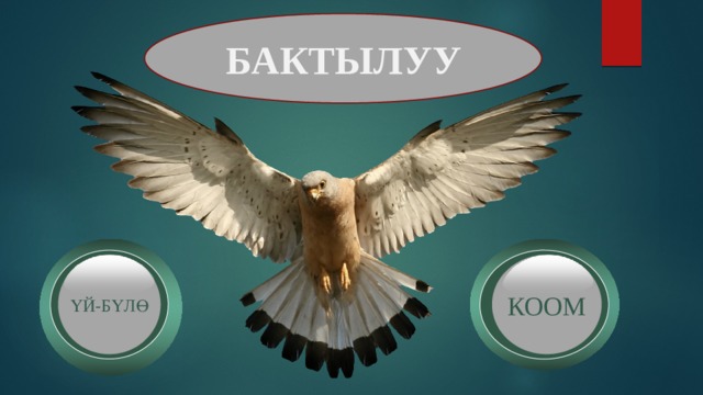 БАКТЫЛУУ КООМ ҮЙ-БҮЛӨ 