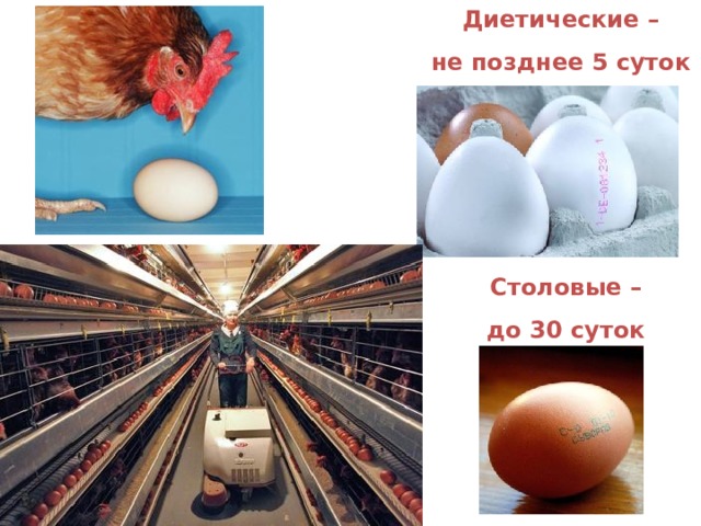 Диетические – не позднее 5 суток Столовые – до 30 суток 