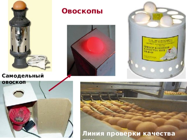 Овоскопы Самодельный овоскоп Линия проверки качества яиц 