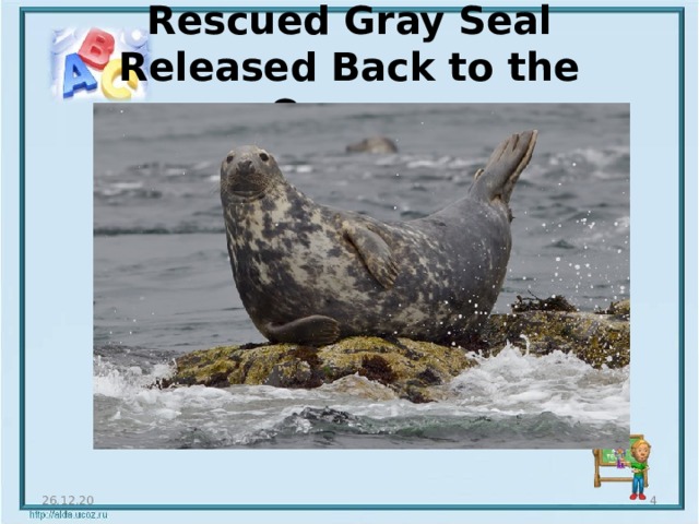 Rescued Gray Seal Released Back to the Ocean . 26.12.20  