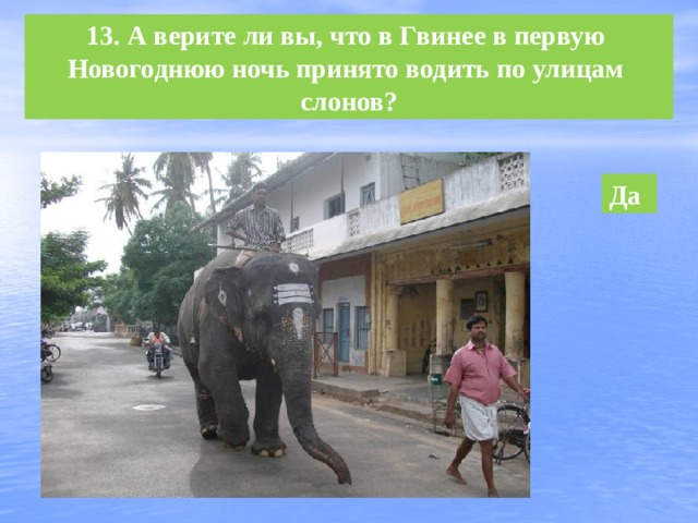 13. А верите ли вы, что в Гвинее в первую Новогоднюю ночь принято водить по улицам слонов? Да 