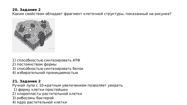 20.   Задание 2   Каким свойством обладает фрагмент клеточной структуры, показанный на рисунке?   1) способностью синтезировать АТФ 2) постоянством формы 3) способностью синтезировать белок 4) избирательной проницаемостью 21.   Задание 2   Ручная лупа с 10-кратным увеличением позволяет увидеть   1) форму клетки простейших 2) хлоропласты растительной клетки 3) рибосомы бактерий 4) ядро растительной клетки 