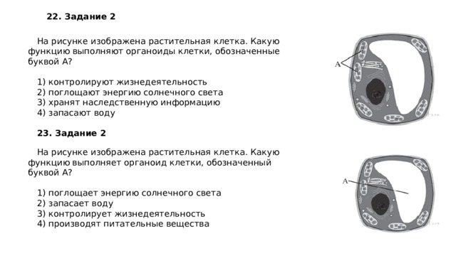 22.   Задание 2 На рисунке изображена растительная клетка. Какую функцию выполняют органоиды клетки, обозначенные буквой А?   1) контролируют жизнедеятельность 2) поглощают энергию солнечного света 3) хранят наследственную информацию 4) запасают воду 23.   Задание 2 На рисунке изображена растительная клетка. Какую функцию выполняет органоид клетки, обозначенный буквой А?   1) поглощает энергию солнечного света 2) запасает воду 3) контролирует жизнедеятельность 4) производят питательные вещества 