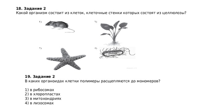 18.   Задание 2   Какой организм состоит из клеток, клеточные стенки которых состоят из целлюлозы? 19.   Задание 2   В каких органоидах клетки полимеры расщепляются до мономеров?   1) в рибосомах 2) в хлоропластах 3) в митохондриях 4) в лизосомах 