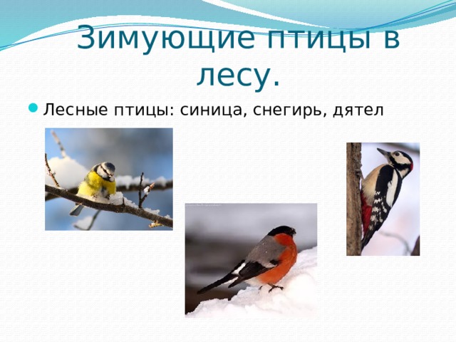 Зимующие птицы в лесу. Лесные птицы: синица, снегирь, дятел 