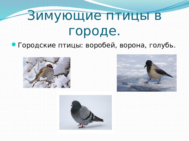 Зимующие птицы в городе. Городские птицы: воробей, ворона, голубь. 