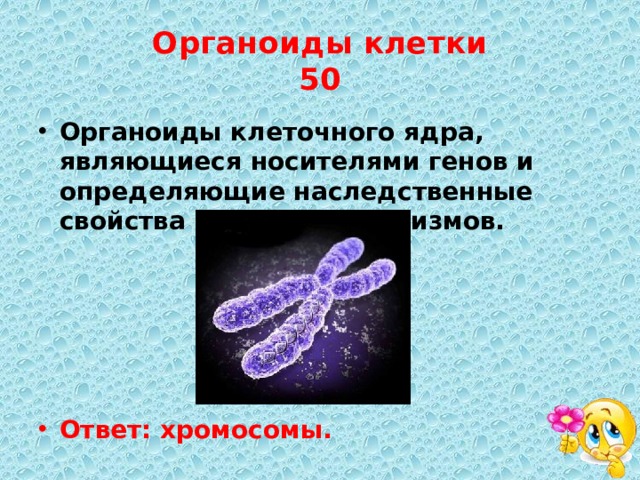 Органоиды клетки  50 Органоиды клеточного ядра, являющиеся носителями генов и определяющие наследственные свойства клеток и организмов.