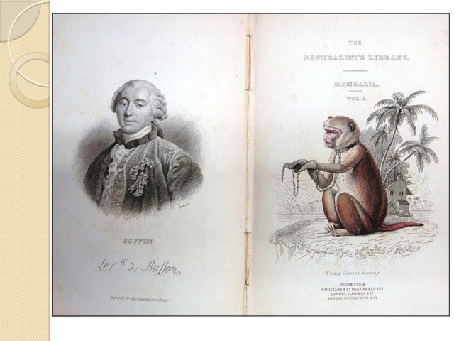 Жорж Бюффон  ( 1707 – 1788гг.)  французский естествоиспытатель