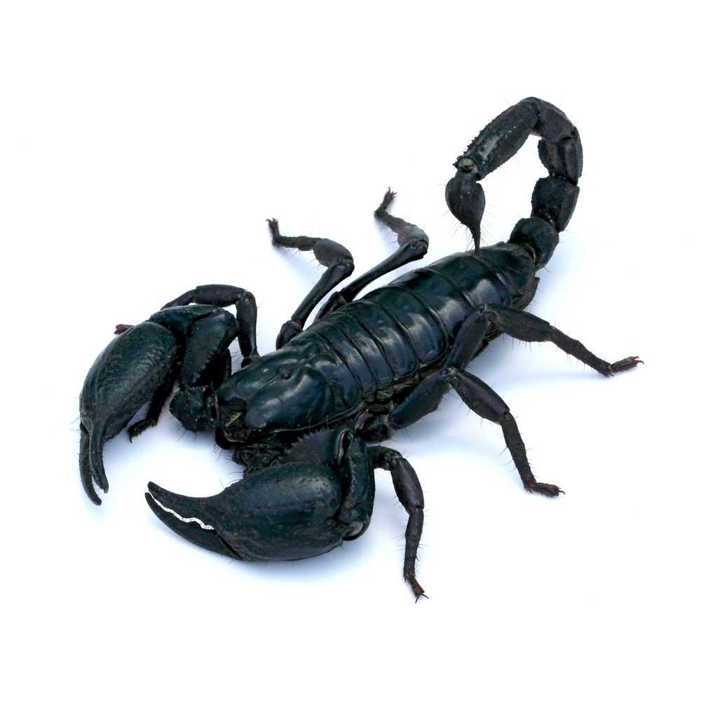 Скорпион ящерица. Черный Скорпион. Абхазский Скорпион. Черный Скорпион насекомое. Скорпионы в Туапсе.