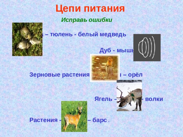 Цепи питания .  Исправь ошибки    Ива – тюлень - белый медведь   Дуб - мышь – сойка   Зерновые растения –термиты – орёл    Ягель – песец – волки   Растения – медуза – барс .   Дуб - мышь – сойка   Зерновые растения –термиты – орёл    Ягель – песец – волки   Растения – медуза – барс .   Дуб - мышь – сойка   Зерновые растения –термиты – орёл    Ягель – песец – волки   Растения – медуза – барс .       