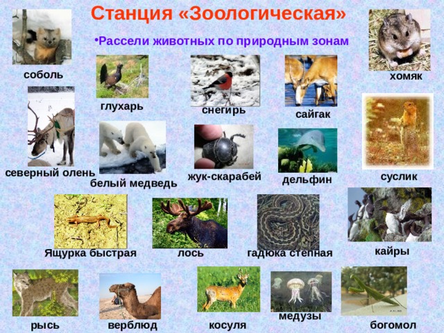 Станция «Зоологическая» Рассели животных по природным зонам соболь хомяк глухарь снегирь сайгак северный олень жук-скарабей суслик дельфин белый медведь кайры лось гадюка степная Ящурка быстрая медузы верблюд косуля богомол рысь 