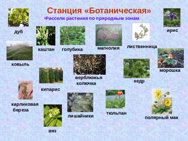 Станция «Ботаническая» Рассели растения по природным зонам ирис дуб лиственница магнолия каштан голубика ковыль морошка верблюжья  колючка кедр кипарис карликовая  береза тюльпан лишайники полярный мак вяз 