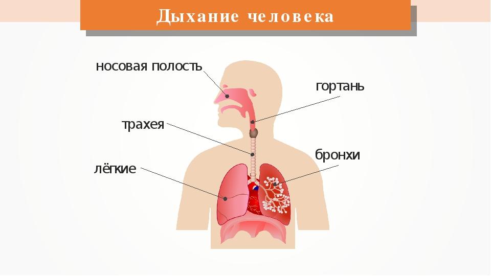 Глотки воздуха нормально дышим живая травинка человек. Дыхательная система 3 кл. Дыхательная система система человека 3 класс. Дыхательная система органов дыхания 3 класс. Система органов дыхания человека 3 класс окружающий мир.