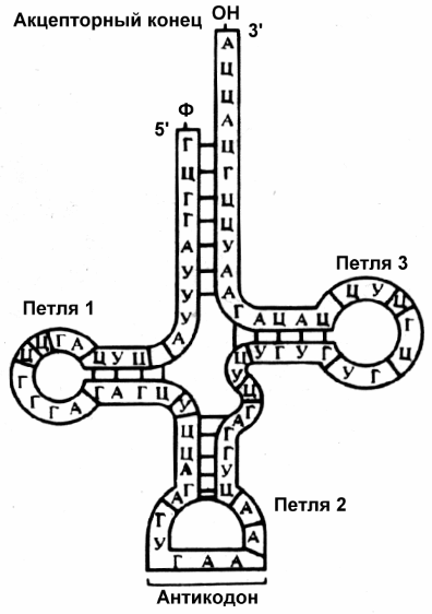 Содержит антикодон клеточная фабрика белка. Акцепторный стебель ТРНК. Акцепторный конец ТРНК. Антикодоны ТРНК. Схема ТРНК акцепторный стебель.