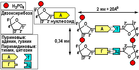Гуанин и цитозин водородные связи. Гуанин цитозин водородные связи. Аденин равен Тимину. Правила Чаргаффа биохимия. Принцип комплементарности правило Чаргаффа.