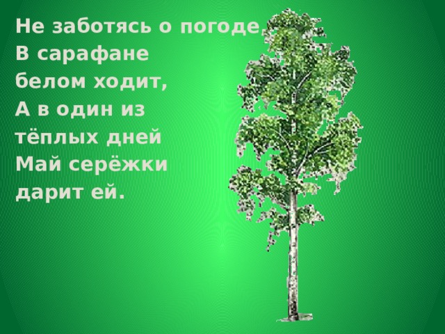 Не заботясь о погоде, В сарафане белом ходит, А в один из тёплых дней Май серёжки дарит ей. 