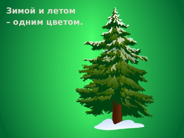 Зимой и летом – одним цветом. 