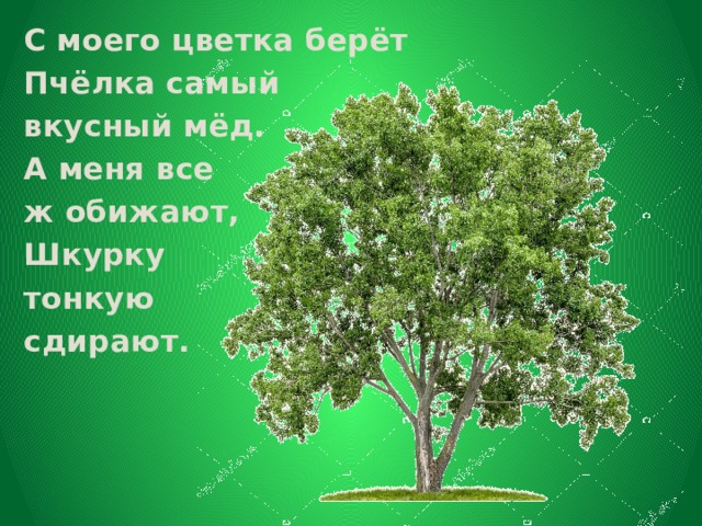 С моего цветка берёт Пчёлка самый вкусный мёд. А меня все ж обижают, Шкурку тонкую сдирают. 