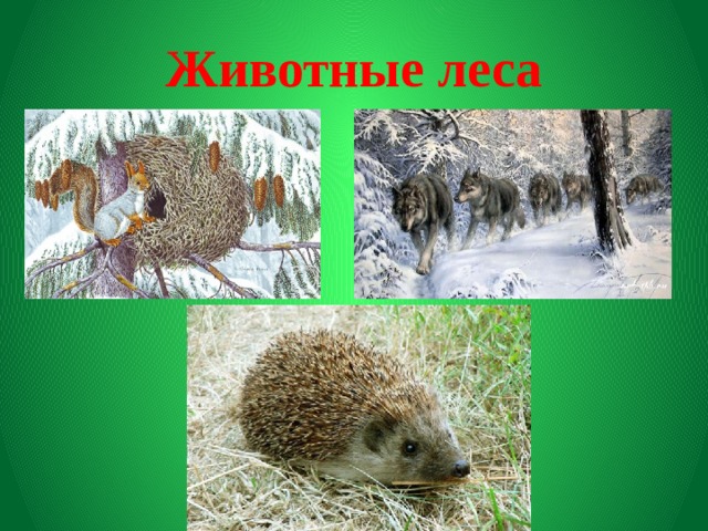 Животные леса 