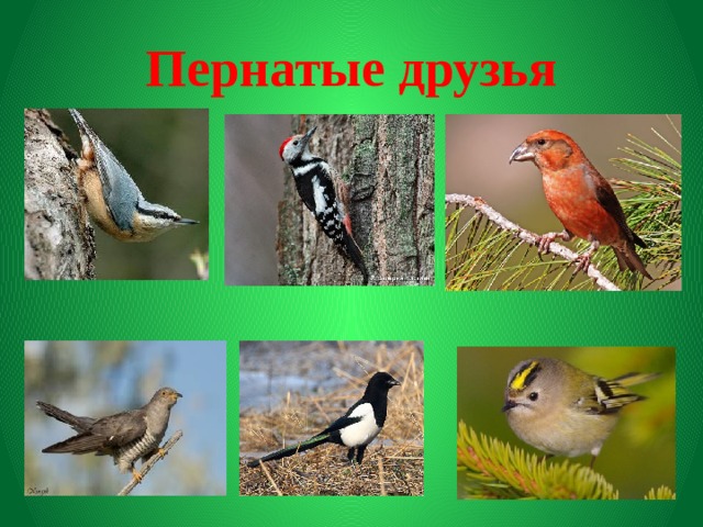 Пернатые друзья 