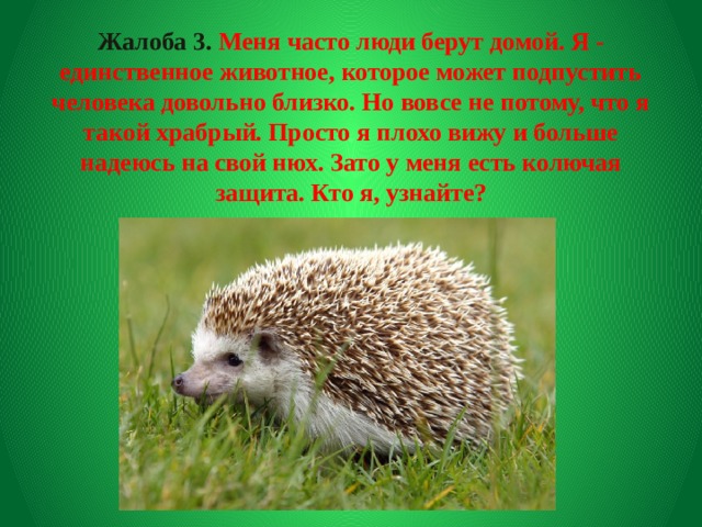 Жалоба 3. Меня часто люди берут домой. Я - единственное животное, которое может подпустить человека довольно близко. Но вовсе не потому, что я такой храбрый. Просто я плохо вижу и больше надеюсь на свой нюх. Зато у меня есть колючая защита. Кто я, узнайте?   