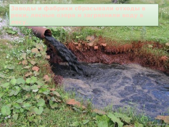 Заводы и фабрики сбрасывали отходы в реки, лесные озера и загрязнили воду в лесу. 