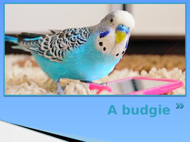 A budgie 