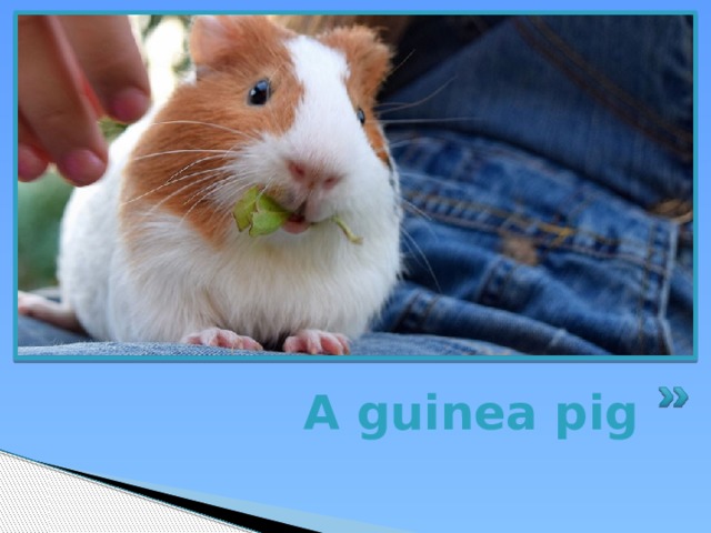 A guinea pig 