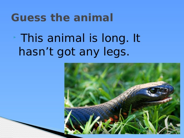 Guess the animal  This animal is long. It hasn’t got any legs. 