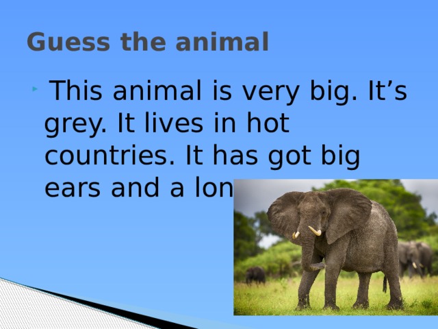 Guess the animal  This animal is very big. It’s grey. It lives in hot countries. It has got big ears and a long nose. 
