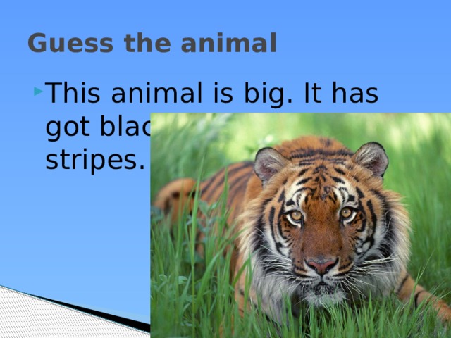 Guess the animal This animal is big. It has got black and yellow stripes. It eats meat. 