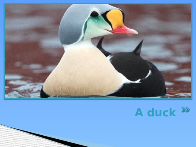 A duck 