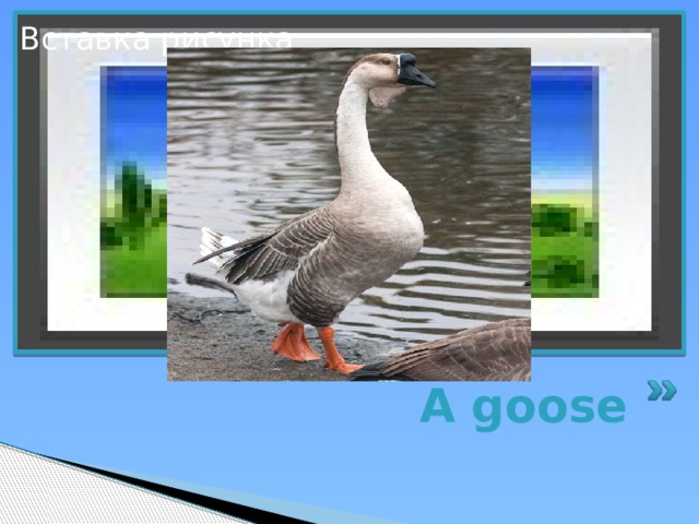 Вставка рисунка A goose 