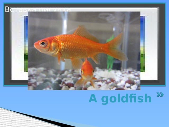 Вставка рисунка A goldfish 