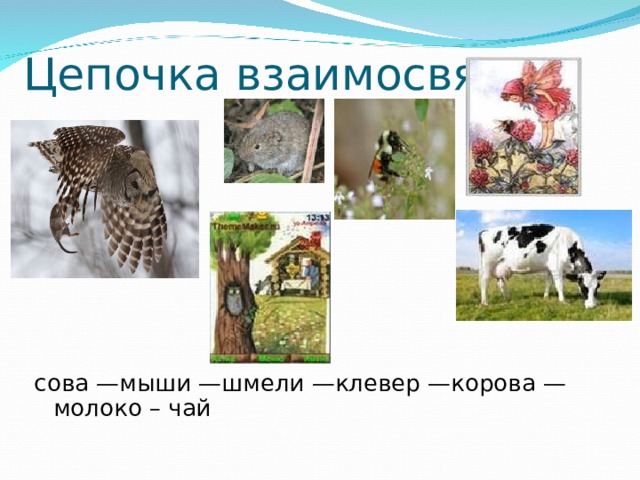 Цепочка взаимосвязи. сова —мыши —шмели —клевер —корова —молоко – чай 