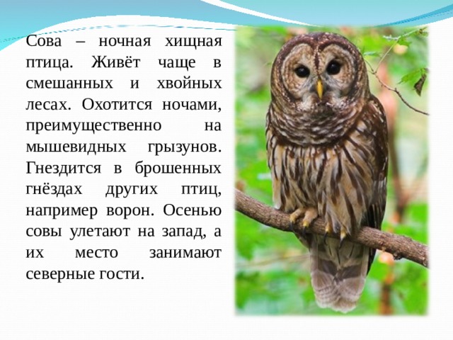 Сова – ночная хищная птица. Живёт чаще в смешанных и хвойных лесах. Охотится ночами, преимущественно на мышевидных грызунов. Гнездится в брошенных гнёздах других птиц, например ворон. Осенью совы улетают на запад, а их место занимают северные гости. 