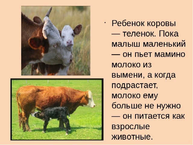 Домашнее сельскохозяйственное животное сообщение 3 класс окружающий. Корова для презентации. Информация о корове. Доклад про корову. Сообщение о корове.
