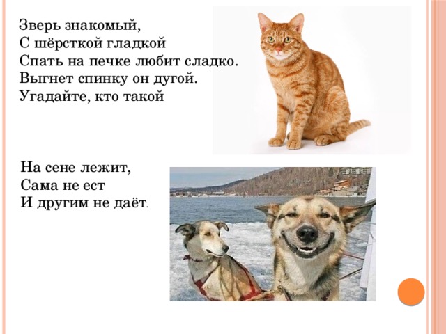 Про кошек про собак