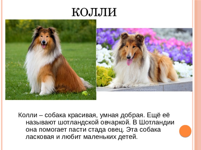 КОЛЛИ Колли – собака красивая, умная добрая. Ещё её называют шотландской овчаркой. В Шотландии она помогает пасти стада овец. Эта собака ласковая и любит маленьких детей. 